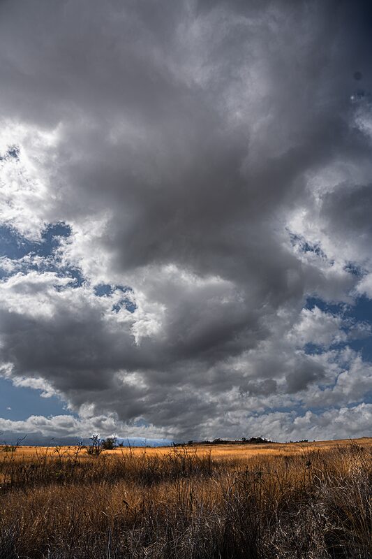 Les plaines de Savanna sur les hauteurs de Saint-Paul, côte ouest de la Réunion, 2025.